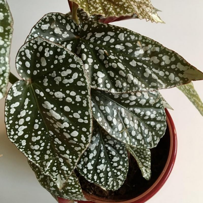 Amazon.com : Snow Capped Begonia Plant Live, Begonia Indoor Plant